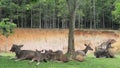 behavior of sambar deer in khaoyai national park thailand