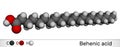 Behenic acid, molecule. It is docosanoic acid, straight-chain, long-chain saturated fatty acid. Molecular model. 3D rendering