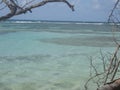 behind the branches the heavenly turquoise sea