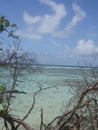 behind the branches the heavenly turquoise sea