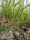 Behind a dry paddy field lush green Royalty Free Stock Photo