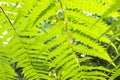 Behind fern leaf