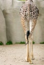 Behind of a giraffe Royalty Free Stock Photo