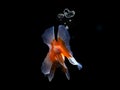 Behind the goldfish that the water bubbles in the heart on black background Royalty Free Stock Photo