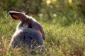 Behind of happy cute grey with white spot fluffy bunny on green grass nature background, long ears rabbit in wild meadow, adorable Royalty Free Stock Photo
