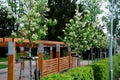 Behind a hedge in the park stands a new pergola made of brown wood by a garden architect. it is lined with hornbeam hedges. there