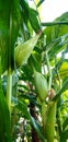 Corn plants with young fruit behind the house Royalty Free Stock Photo