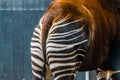 The behind of a okapi in closeup, tropical giraffe specie from Congo, animal parts, Endangered species Royalty Free Stock Photo