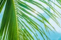 Behind a palm tree the sun and sea Royalty Free Stock Photo