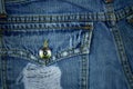 Behind pocket old jean, Torn and worn jean background Royalty Free Stock Photo
