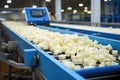 Behind the scenes of cheese production: the modern dairy factory and its machinery Royalty Free Stock Photo