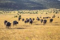 Behind shot of a herd of wild African buffalo bulls in Masai Mara Safari, Kenya