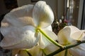 Behind shot of the white flowers of the indoor plant