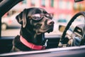 Behind the steering wheel, a cute black labrador wearing shades drives the car. Animal travel idea