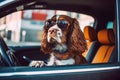 Behind the steering wheel, a happy spaniel dog with sunglasses drives the car with glee Royalty Free Stock Photo