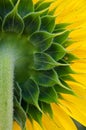 Behind sunflower Royalty Free Stock Photo