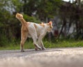 Behind a Thai cat walking on a country road
