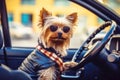 Behind the wheel, a cute Yorkshire Terrier dog in sunglasses embarks on a car journey. Fun animal adventure Royalty Free Stock Photo