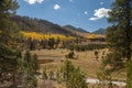 Meadow with Aspens