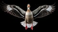 Wings of Majesty: A Greylag Goose Soaring in Solitude