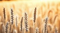 Golden Harvest: Close-Up of Lush Wheat Field