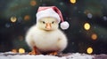 Adorable Avian Festivity: White Duck Donning Christmas Hat Delight