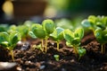 Close-up of young green seedlings growing in the soil. Selective focus.