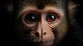 Close up macro shot of a charming Capuchin monkey with piercing eyes on dark background