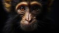 Close up zoom shot of a charming Capuchin Monkey with piercing eyes on dark background