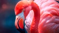 Graceful Elegance: Pink Flamingo Animal Portrait