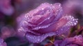 Isparta\'s legendary rose boasts a mesmerizing fusion of a thousand layers of lavender, Ai Generated