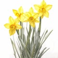 Golden Treasures - Watercolor Daffodils