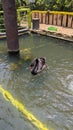 Behold the serene beauty of this image featuring a black swan gracefully gliding across a tranquil pond.