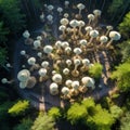 Enchanting Fungi Haven: Aerial Dance of Giant Mushrooms in Forest
