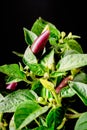 behold the vibrant Purple Chili Plant (Capsicum annuum) showcasing its purple fruits Royalty Free Stock Photo