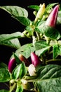 behold the vibrant Purple Chili Plant (Capsicum annuum) showcasing its purple fruits