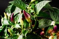 behold the vibrant Purple Chili Plant (Capsicum annuum) showcasing its purple fruits