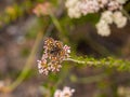 Behr's MetalMark Butterfly at Laguna Coast Wilderness Park, Laguna Beach, California