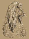 Beige Afghan Hound vector hand drawing portrait Royalty Free Stock Photo