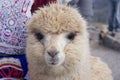 Beige Alpaca