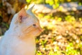 The Beige American Shorthair Cat in the park