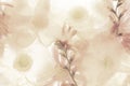 Beige anemone flower background Royalty Free Stock Photo