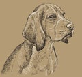 Beige Beagle vector hand drawing portrait