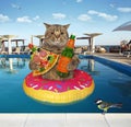 Cat drinks beer in pool at resort 2 Royalty Free Stock Photo