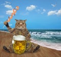 Cat drinks beer from mug on beach 2