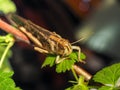 Beige black locust, on a green leaf, photographed close