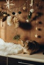 Beige and brown cat on Christmas background, handmade decor