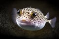 Beige brown puffer fish with white pink belly