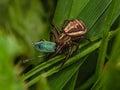 A beige-brown spider caught a turquoise-green weevil in a thicket of grass