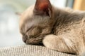 beige burmese kitten lying on the couch at home Royalty Free Stock Photo